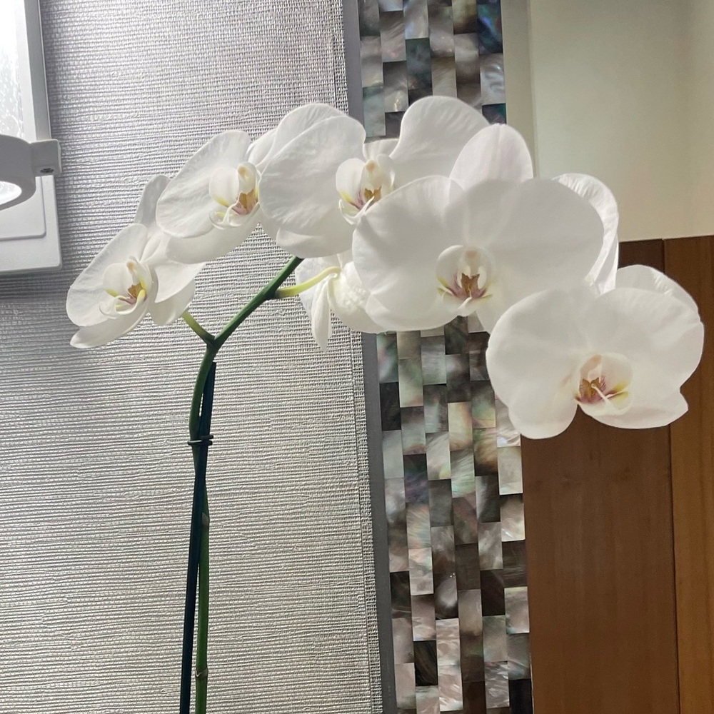 Meet your Posher, Jacqueline